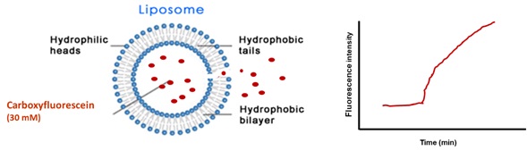 Mode of action studies of AMPs on model/biological systems